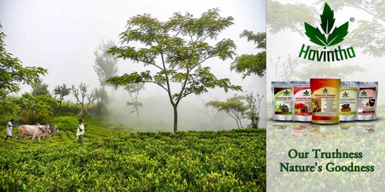 Remarkable perception-based venture – Havintha