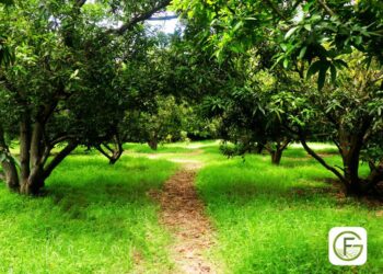 Getfarms: Trailblazing Agriculture Transformation and Unveiling Exciting Greener Tomorrow