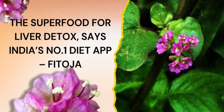 Punarnava: The Ayurvedic Herb Backed by India’s No.1 Diet App for Powerful Liver Detox
