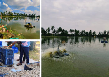 Restoring Water Bodies Sustainably with Prasinos Nanobubble Technology