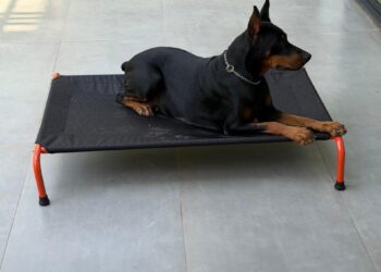 What 11,000+ Pet Parents Have Taught CanineJoy Gears About Building Better Products