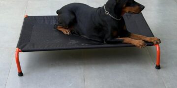 What 11,000+ Pet Parents Have Taught CanineJoy Gears About Building Better Products