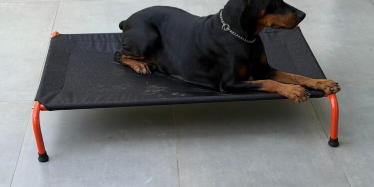 What 11,000+ Pet Parents Have Taught CanineJoy Gears About Building Better Products